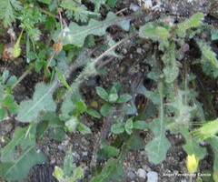 Leontodon longirostris