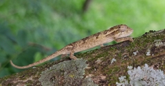 Bradypodion melanocephalum