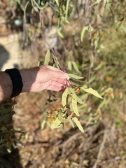 Eucalyptus camaldulensis