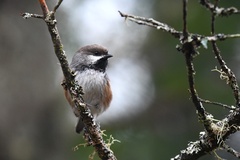 Poecile hudsonicus