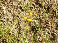 Crepis vesicaria