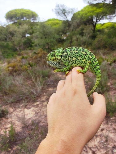 Common Chameleon, Chamaeleo chamaeleon
