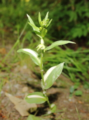 Epipactis