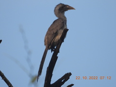 Ocyceros birostris
