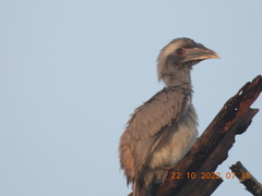 Ocyceros birostris