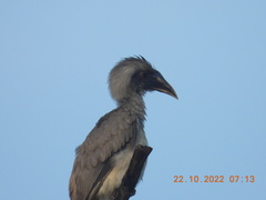 Ocyceros birostris
