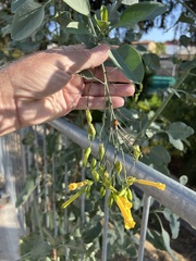 Nicotiana glauca
