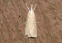 Calamotropha paludella