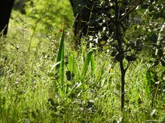 Iris foetidissima