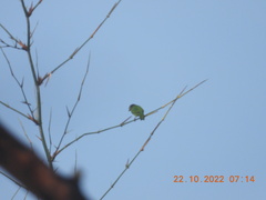 Psilopogon viridis