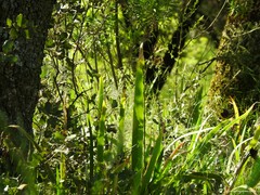 Iris foetidissima