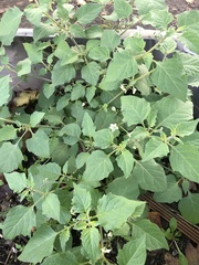 Solanum nigrum