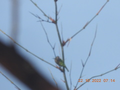 Psilopogon viridis