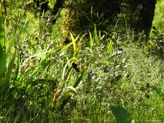 Iris foetidissima