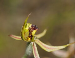 Caladenia stricta