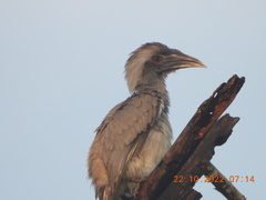 Ocyceros birostris