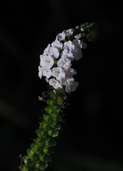 Heliotropium indicum