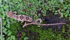 Bradypodion melanocephalum