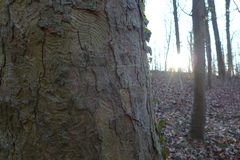 Acer pseudoplatanus