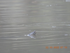 Melanochelys trijuga