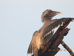 Ocyceros birostris
