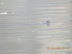 Melanochelys trijuga