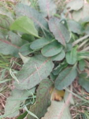 Rumex pulcher
