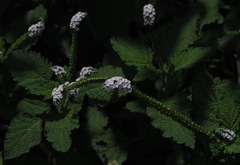 Heliotropium indicum