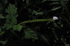 Heliotropium indicum