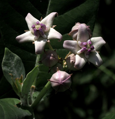 Calotropis gigantea