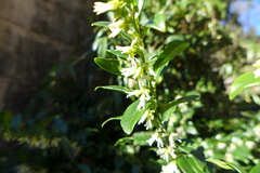 Sarcococca hookeriana
