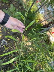 Acacia salicina