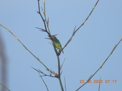 Psilopogon viridis