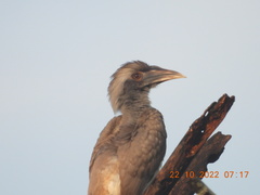 Ocyceros birostris