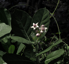 Calotropis gigantea