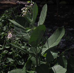 Calotropis gigantea