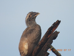 Ocyceros birostris