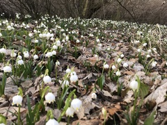 Leucojum vernum
