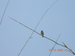 Psilopogon viridis