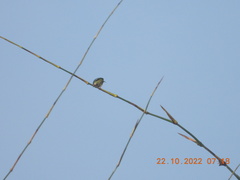 Psilopogon viridis