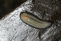 Triboniophorus graeffei