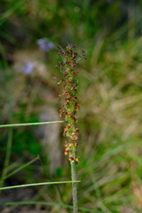 Plantago