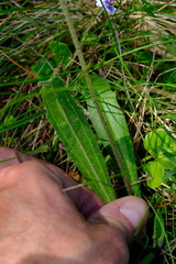 Plantago