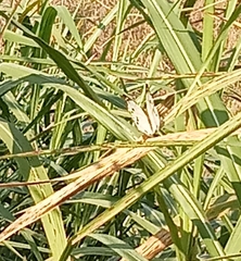 Papilionoidea