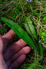 Plantago