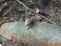 Lissachatina fulica