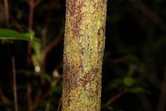 Uromyrtus tenella