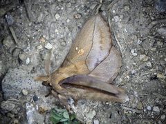 Euthrix albomaculata directa