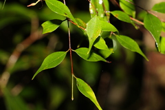 Uromyrtus tenella