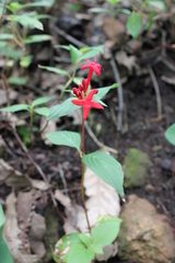 Crusea coccinea